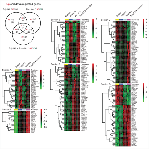 Transcriptional profiling of HUVEC responses to poly(I:C) and thrombin. (A) The Venn diagram shows the number of treatment-regulated genes in HUVECs in response to a 3-hour exposure to thrombin (5 nM), poly(I:C) (12.5 μg/mL), or both. Venn sections are labeled (A) to (G), with the number of upregulated (red font) and downregulated (black font) differentially expressed genes (>1.5-fold change, Padj. ≤ .05, measured with DESeq2 v1.22.1) indicated in each section. (B) Heat maps show the log2-fold differences in the abundance of all transcripts in sections E and F, and the most highly regulated transcripts in Venn sections G and C.