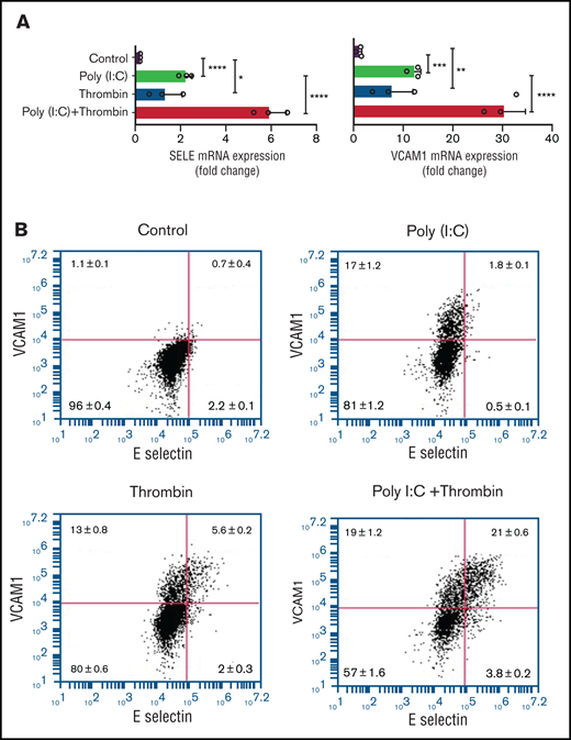 Leukocyte-endothelial interactions. (A) HUVECs were treated with poly(I:C) (12.5 μg/mL) and thrombin (5 nM) for 3 hours, and the abundance of E-selectin and VCAM-1 mRNA relative to GAPDH was measured by quantitative RT-PCR. (B) Representative scatterplots depicting cell surface expression of VCAM-1 and E-selection determined by flow cytometry in HUVECs treated for 4 hours with poly(I:C) and/or thrombin. (C-D) Representative micrographs of static adhesion assay of rhodamine B-labeled THP-1 cells to HUVECs treated with poly(I:C) and/or thrombin, vorapaxar, GB83, or anti-E-selectin– and anti-VCAM1 blocking antibodies (10 μg/mL) and respective nonimmune IgG controls (10 μg/mL). Original magnification, ×20. Brightness adjusted to 75% with Powerpoint picture correction. Bars represent 200 µm. (D) The mean ± standard deviation of adherent THP-1 cells per visual field from 2 independent experiments (n ≥ 9 for control, thrombin, poly(I:C); n ≥ 6 for anti-VCAM-1/E-selectin). *P < .05; **P < .01; ***P < .001; ****P < .0001 by ANOVA, followed by multiple comparison test.
