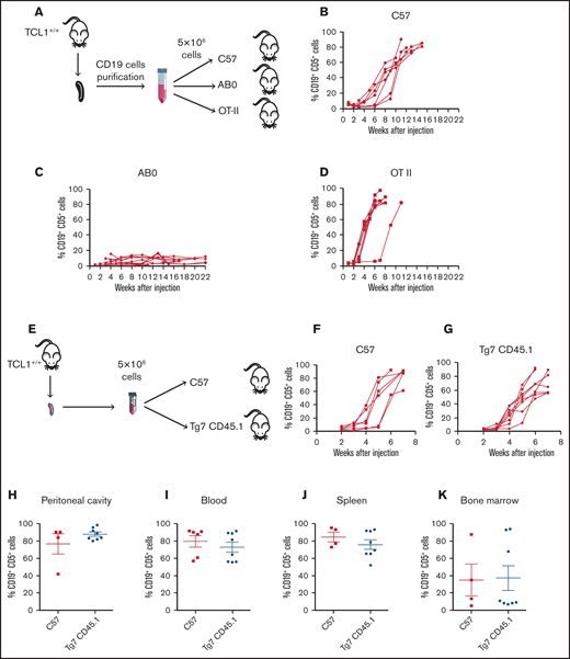 CD4+ T cells support in vivo proliferation of CLL cells independently by the antigen specificity. (A) Schematic representation of the experiment. Flow cytometry monitoring of peripheral blood from CD19+CD5+ cells obtained from a TCL1+/+ mouse and adoptively transferred into C57 (B), AB0 (C), or OT-II (D) mice. Each line represents a single mouse. Data are a pool of ≥3 independent experiments. (E) Schematic representation of the experiment. CLL appearance was monitored by flow cytometry in the peripheral blood of C57 (F) and Tg7CD45.1 (G) mice. Quantification of CD19+ CD5+ cells in peritoneal cavity (H), blood (I), spleen (J), and bone marrow (K) of the mice in panels F and G. Each point represents a single mouse. Data are a pool of 2 independent experiments. No statistically significant differences were found using the Student t test.