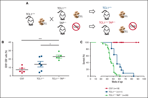 CD8+ T cells restrain CLL progression. (A) Schematic representation of the experiment. (B) Mean ± standard deviation of the relative contribution of CD19+CD5+ cells to the entire B-cell pool in peripheral blood. Statistical significance was analyzed by Student t test: *P < .05, ***P < .001. Each point represents a single mouse. (C) Survival (Kaplan-Meier plot) of mice. Statistical analyses were performed using the log-rank test: C57 vs TCL1+/+, P < .0001; C57 vs TCL1+/+TAP−/−, P < .0001; TCL1+/+ vs TCL1+/+TAP−/−, P = .0002. Mice were included in the analysis after disease-mediated death or when they became moribund.