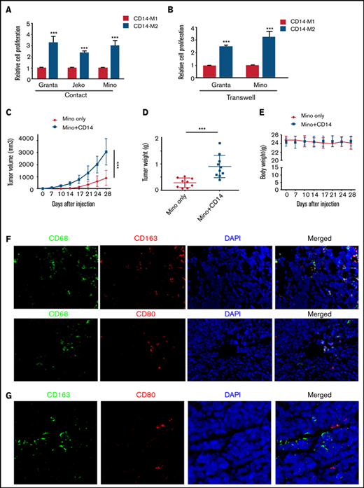Macrophages/monocytes increased the MCL growth in vitro and in vivo. MCL cell proliferation was measured by MTT assay after direct (A) or indirect (B) coculture using transwell inserts with CD14+ polarized M1-Mφ or M2-Mφ. Mino alone (5 × 106) or Mino + CD14+monocytes (5 × 106, 1:1) were implanted subcutaneously into the flank of male NOD/SCID mice, and tumor size (C), tumor weight (D), and body weight (E) were measured (n = 9 mice). (F) Immunofluorescent staining was performed on the MCL + CD14+ xenograft tumors using CD68 (green) and CD163/CD80 (red) antibodies. Nuclei were stained with 4′,6-diamidino-2-phenylindole (DAPI) (blue). (G) Immunofluorescent staining was performed on the MCL + CD14+xenograft tumors using CD163 (green) and CD80 (red) antibodies. Nuclei were stained with DAPI (blue). Experiments were performed on 3 tumors, and a representative experiment is shown. ***P < .001.