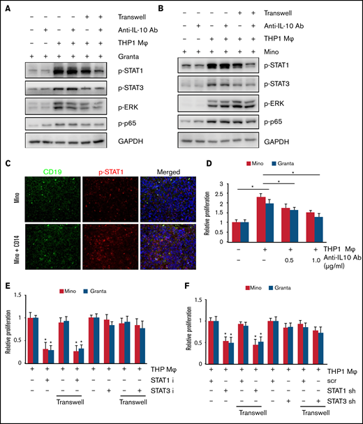 M2 macrophage increased MCL growth via STAT1 signaling. STAT1, STAT3, ERK, and p65 phosphorylation in Granta (A) and Mino (B) cells was measured after direct or indirect coculturing with THP-1-Mφ with or without IL-10 neutralizing antibody. (C) Immunofluorescence staining showing CD19 and p-STAT1 staining in the Mino or Mino + CD14 inoculated MCL xenograft tumors (n = 3). (D) Cell proliferation in Mino and Granta was measured by MTT assay after coculturing with THP-1-Mφ with or without IL-10 neutralizing antibody. Cell proliferation in Mino and Granta was measured by MTT assay after direct or indirect coculturing with THP-1-Mφ with or without STAT1 and STAT3 inhibitor (E) or STAT1 and STAT3 shRNA (F). Data are presented as mean ± standard deviation from 3 separate experiments. *P < .05. GAPDH, glyceraldehyde-3-phosphate dehydrogenase.