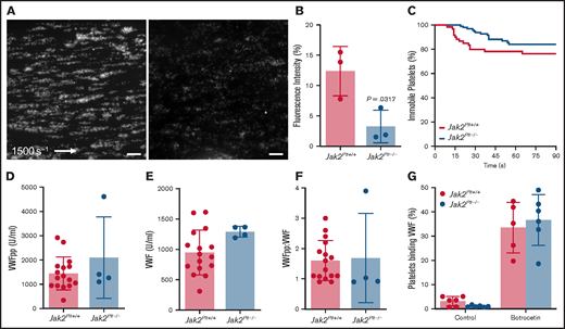 Reduced thrombus formation of Jak2Plt−/− platelets at arterial shear rates. PPACK-anticoagulated whole blood from Jak2Plt+/+ and Jak2Plt−/− mice was labeled and perfused on a type 1 collagen–immobilized surface at an arterial shear rate of 1500 s−1. (A) Representative still images at 3 minutes. Bars represent 100 µm. (B) Fluorescence intensity at 3 minutes. Results represent mean ± SD and were compared by using the unpaired Student t test (n = 3 in each group; *P = .0317). (C) Dwell time of individual Jak2Plt+/+ and Jak2Plt−/− platelets. Results were estimated by the Kaplan-Meier method and were compared by using the log-rank test (n = 60 Jak2Plt+/+ and 97 Jak2Plt−/− platelets; log-rank P = .141). Plasma VWFpp (D) and VWF (E) levels and VWFpp/VWF ratio (F) in Jak2Plt+/+ and Jak2Plt−/− mice. Results are the mean ± SD and were compared by using the unpaired Student t test (n = 16 Jak2Plt+/+ and 4 Jak2Plt−/− mice; VWFpp, P = .223; VWF, P = .0868; VWFpp/VWF, P = .865). (G) Jak2Plt+/+ and Jak2Plt−/− platelets were activated for 5 minutes at 37°C with 4 µg/mL botrocetin, incubated with FITC-labeled anti-mouse VWF antibody, and analyzed by flow cytometry. Results are the mean ± SD and are compared by 2-way ANOVA (n = 6 in each group; control, P = .96; botrocetin, P = .89).