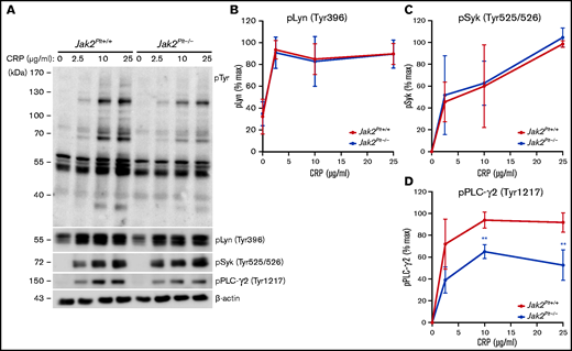 GPVI signaling defects in Jak2Plt−/− platelets. (A) Jak2Plt+/+ and Jak2Plt−/− platelets were activated or not with CRP for 2 minutes at 37°C, as indicated. Platelet lysates corresponding to 2 µg protein were subjected to SDS-PAGE and probed for phosphotyrosine (pTyr), phosphorylated Lyn Tyr 396 (pLyn Tyr396), phosphorylated Syk Tyr525/526 (pSyk Tyr525/526), phosphorylated PLC-γ2 Tyr1217 (pPLC-γ2 Tyr1217), and β-actin as a loading control. Quantification of pLyn Tyr396 (B), pSyk Tyr525/526 (C), and pPLCγ2 Tyr1217 (D) in CRP-stimulated Jak2Plt+/+ and Jak2Plt−/− platelets. Results are the mean ± SD of 4 independent experiments and were compared with the control by 2-way ANOVA. **P < .01.