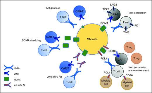 Potential mechanism of resistance to anti-BCMA immunotherapies. Three mechanisms are target dependent, including antigen loss, BCMA shedding by sBCMA, and the secretion of anti-drug antibodies. Two mechanisms of resistance are T-cell dependent, including T-cell exhaustion and the emergence of a nonpermissive microenvironment.