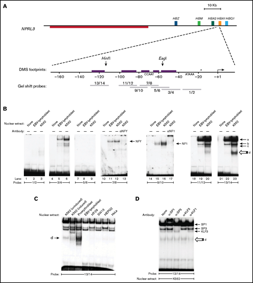An erythroid-enriched complex binds a distal element of the HBA promoter. (A) Structure of the HBA core and distal promoter elements. The TSS is depicted as an angled arrow, and the locations of the EMSA probes are shown as gray bars. In vivo dimethyl-sulfate (DMS) footprints detected in K562 and erythroblasts26 are represented by the purple boxes. The nucleotide located 18 bp downstream of the TATA box (*) differs between the HBA1 (C) and HBA2 (G) promoters. (B) EMSA and supershift assays using K562 and EBV nuclear extracts with the indicated probes. (C) The fast-migrating species with probe 13/14 (species d) is enriched in erythroid cells. (D) Sp/X-KLF-family antibodies cause retardation or disruption of the bands (a), (b), and (c), but not (d).