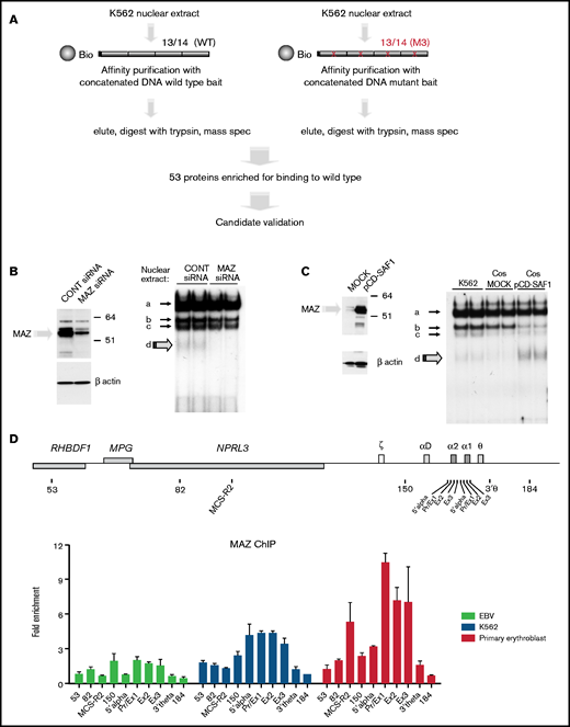 Identification of MAZ by mass spectrometry. (A) Schematic representation of the affinity purification screen. (B and C) Western blots (left) and EMSA (right) showing that the intensity of species (d) is dependent on MAZ expression using knockdown (siRNA) (B) or overexpression (pCD-SAF1) (C) experiments. (D) MAZ is recruited to the active α-globin promoter in vivo. Analysis of MAZ binding at the α-globin locus in EBV lymphoblasts, K562 cells, and human primary erythroid cells by ChIP-qPCR. The y-axis represents enrichment over the input DNA, normalized to a control sequence in the human 18S gene. The x-axis indicates the TaqMan probes used. The position of probes within the α-globin cluster are indicated on the heading map. The α-globin genes themselves are covered by 3 probes (Pr/Ex1, Ex2, and Ex3). Error bars correspond to 1 standard error of the mean from 2 independent ChIPs.