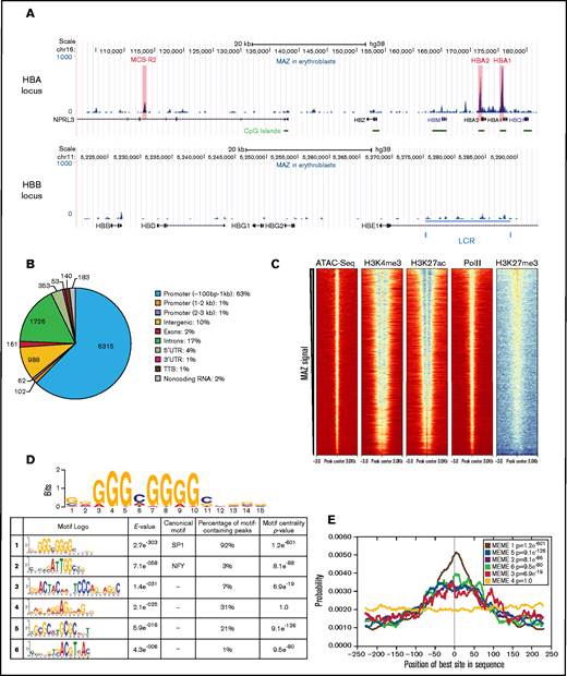 MAZ is enriched at active TSSs and binds to DNA through a (G)3C/A(G)4 consensus site. (A) MAZ ChIP-seq enrichment profiles surrounding the HBA (top) and HBB (bottom) loci. (B) Genomic distribution of MAZ binding sites showing the number of peaks overlapping the category of genomic element indicated. (C) Heatmap plots of ATAC-seq, H3K4me3, H3K27ac, RNA Polymerase (PolII), and H3K27me3 signal in erythroblasts centered on MAZ peaks (sorted according to decreasing MAZ ChIP signal in erythroblasts). (D) PWMs of the enriched motifs (E-value < 0.01) in the training set of MAZ peaks (500 highest-ranked MAZ peaks) and their occurrence in all MAZ peaks. (E) Motif localization curves relative to the MAZ peak centers. The numbers of the enriched motifs correspond to the logos in (D). LCR, locus control region.