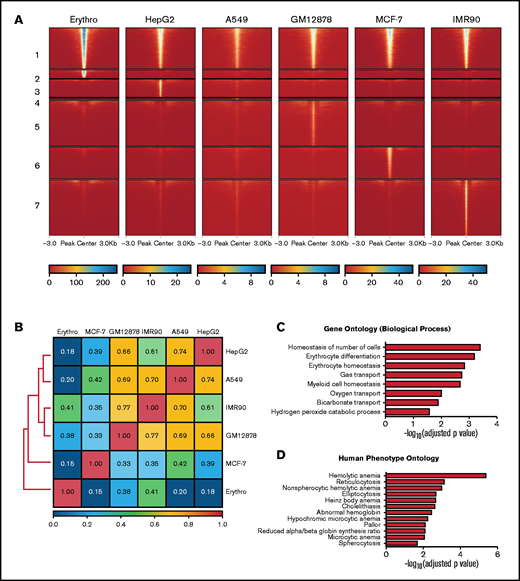 Analysis of erythroid-specific MAZ signal. (A) Heatmap plots of MAZ ChIP-seq datasets from 6 cell types separated into MAZ common and cell-line-specific peaksets. Numbers on the left indicate the common peaks (1) and peaks specific to erythroblasts (2), HepG2 (3), A549 (4), GM12878 (5), MCF-7 (6), and IMR90 (7) cells. (B) Pearson correlation analysis of MAZ ChIP-seq datasets from the 6 cell types. (C) Gene Ontology (by biological function) of genes containing erythroid-specific MAZ promoter signal. (D) Human Phenotype Ontology of genes containing erythroid-specific MAZ promoter signal.