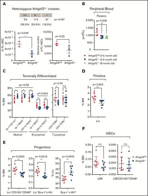 Arhgef2−/− mice exhibit mildly altered hematopoietic parameters. (A) Non-Mendelian ratios observed from heterozygous Arhgef2fl/– crosses across 205 born pups (top); relative percentage and absolute number of fetal liver (FL) HSCs (Lin–CD150+CD48–CD11b+) are decreased in Arhgef2−/− embryos (bottom). (B) Decreased circulating platelets in Arhgef2−/− mice (n = 4 mice per age group). (C) Higher myeloid:B lymphoid ratios and (D) fewer Lin– cell populations. (E) Less restricted (left), lymphoid progenitors in Arhgef2−/− bone marrow (BM) (middle), and relative increase in myeloid progenitors within Lin– compartment of Arhgef2−/− bone marrow (bottom). (F) LSK HSCs (left) and LSK+SLAM long-term HSCs (LT-HSCs) (right) are not statistically different in Arhgef2−/− mice. (C-F) Total of n = 7 mice per group. Error bars represent SEM. *P < .05; **P < .01. n.s., not significant.