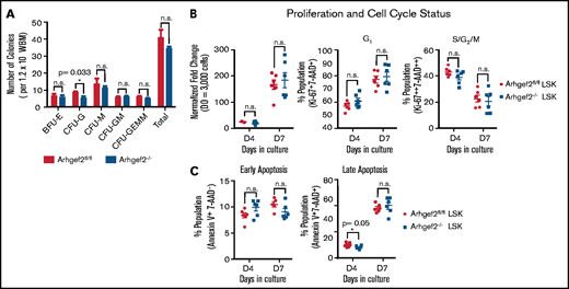 Arhgef2−/− bone marrow HSPCs are not altered in their total colony output, proliferation, cell cycle, or apoptosis status. (A) Myeloid CFUs from 1.2 × 104 WBM cells plated in biological triplicate enumerated at 7 to 10 days. (B) LSK HSPCs cultured in vitro enumerated for proliferation (left), proportional G1 (middle), and S/G2/M (right) cell cycle status. (C) Early apoptosis (left) and late apoptosis at days 4 and 7 in culture (right). (B-C) Total of n = 6 biological replicates. Error bars represent SEM. *P < .05. BFU-E, burst forming unit-erythroid; CFU-GM, CFU-granulocyte–macrophage; CFU-M, CFU-megakaryocyte.