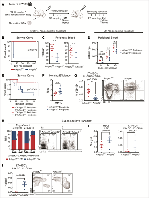 Arhgef2−/− fetal liver and bone marrow insufficiently reconstitute the blood system and show productive deficits at the HSC level. (A) Experimental schematic of non-competitive and competitive transplantations. (B) Kaplan-Meier survival curves demonstrating higher mortality among recipients of Arhgef2−/− E14.5 fetal liver cells (n = 6 recipients with n = 2 biological Arhgef2fl/fl and n = 3 Arhgef2−/− fetal liver donors). (C) Decreased levels of peripheral blood engraftment and granulocytic populations as measured in the 2 remaining mice that received Arhgef2−/− E14.5 fetal liver cells at day 10 posttransplantation. (D) Insufficient and/or delayed hematopoietic recovery in the peripheral blood of primary transplanted mouse recipients of Arhgef2−/− bone marrow. (E) Kaplan-Meier survival curves demonstrating higher mortality among recipients of non-competitively transplanted Arhgef2−/− bone marrow. (F) Comparable homing efficiencies from 5 × 104 Lin–Arhgef2−/− bone marrow cells. (G) Lower levels of Arhgef2−/− Lin–CD150+CD48– HSCs in secondary non-competitively transplanted bone marrow grafts. (H) Poorer engraftment levels from competing 1:1 and 2:1 Arhgef2−/−:wild-type doses of bone marrow among primary recipients. (I) Increased percentage of HSCs in the primary grafts of competitively transplanted Arhgef2−/− bone marrow. (J) Increased proportion of LSK CD150+CD48– LT-HSCs within secondary grafts among competitively transplanted recipients. Primary non-competitive transplants and homing experiments initiated with 6 recipients per condition using 3 biological replicates of bone marrow samples. Secondary noncompetitive transplants completed with 7 Arhgef2fl/fl and 4 Arhgef2−/− recipients (data from 2 representative experiments). Primary competitive transplants initiated with 3 recipients per dose and secondary competitive analyses conducted with 3 recipients from 2 primary mice. Error bars represent SEM.*P < .05; **P < .01. PB, peripheral blood; SSC, side scatter.
