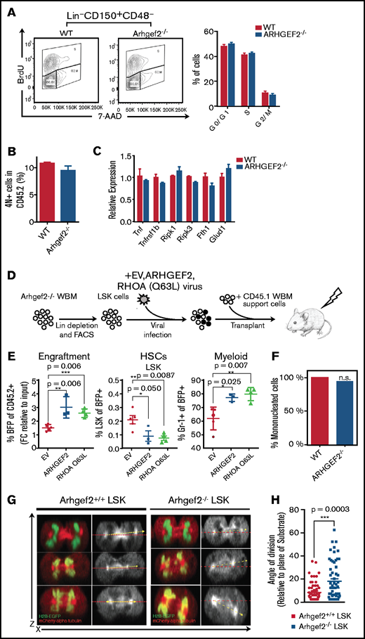 Arhgef2 regulates HSC function through RhoA activation and its loss disrupts HSPC mitotic spindle orientation. (A) Arhgef2−/− or wild-type (WT) Lin– cells supplemented with CD45.1 bone marrow support cells were transplanted into recipient mice for 13 weeks (n = 3 recipients per group). BrdU was administered 72 hours before the end point, and cell cycle distribution of wild-type or Arhgef2−/− Lin–CD150+CD48– cells were examined by flow cytometry. (B) Quantification of 4N/4N+ cell frequency by 7-AAD staining. (C) Expression of TNF-RIP–related genes evaluated by qPCR in wild-type or Arhgef2−/− Lin– graft cells. (D) Experimental schematic of rescue competitive transplants. (E) Proportion of blue fluorescent protein positive (BFP+) transduced Arhgef2−/− cells after 12 weeks (left), HSC content (middle), and myeloid content as measured by Gr-1 (right) of the grafts. Empty vector (EV), n = 5 recipients; ARHGEF2, n = 3 recipients; RhoA Q63L, n = 4 recipients. (F) Multinuclearity (4N and above) assessed by live cell fluorescence microscopy of dividing wild-type (51 events) or Arhgef2−/− (50 events) HSPCs. Differences between groups for multinuclearity enumeration were not significant by Fisher’s exact test (2-tailed). (G) Representative z-stack stitched images of LSK HSPCs retrovirally transduced with both H2B-EGFP and mCherry-α-tubulin imaged under live cell fluorescence microscopy to capture telophase events; observed division axes (yellow) as measured in reference to the horizontal axis (red). (H) Quantification of cytokinesis events indicate that Arhgef2−/− LSK HSPCs exhibit a significantly increased frequency of random divisional orientations whereas wild-type HSPCs preferentially divide parallel to an underlying retronectin substrate (55 cells for wild-type background and 56 cells for Arhgef2−/− background). Error bars represent SEM. *P < .05; **P < .01; ***P < .001. FACS, fluorescence-activated cell sorter.