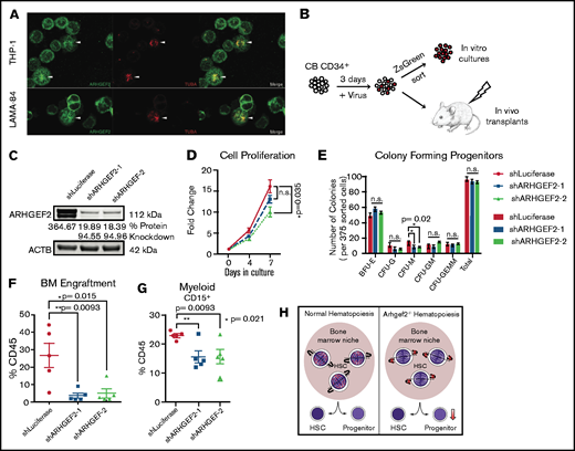 Loss of ARHGEF2 function in CD34+ HSCs results in significantly diminished xenografts. (A) Immunofluorescent staining of ARHGEF2 and TUBA at the mitotic spindle in THP-1 and LAMA-84 cell lines. (B) Schematic of shRNA knockdown of ARHGEF2 in CD34+ HSCs in vivo and in vitro. (C) Protein level knockdown validation of shRNAs against ARHGEF2. (D) Proliferation of CD34+ HSCs in vitro over 7 days. (E) Colony output of ARHGEF2 knocked-down HSPCs. (F-G) Decreased engraftment (F) and output of CD15+ myeloid cells (G) derived from CD34+ HSCs with comparable gene transfer levels receiving shRNAs targeting ARHGEF2. There were 5 recipients each derived from 1 CB sample. (H) Hypothetical model summarizing the role of Arhgef2 (red dots) in regulating the orientation of the HSC mitotic spindle within the niche when establishing hematopoiesis, the loss of which may contribute to bone marrow failure at the stem cell level. Error bars represent SEM. *P < .05; **P < .01.