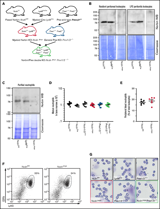 Neutrophildevelopment is normal in mice with myeloid norbin deficiency. (A) Schematic showing the generation of mouse strains with myeloid norbin deficiency (NcdnΔmye) and with combined norbin/Prex deficiency (NcdnΔmyePrex1/2−/−). Norbin deletion from resident peritoneal leukocytes and LPS-induced peritonitis leukocytes (B) and bone marrow–derived isolated neutrophils (C) of NcdnΔmye mice. Norbin western blots (WBs) and Coomassie staining of total cell lysates. (D) Quantification of mature bone marrow–derived neutrophils of the indicated genotypes. Data are mean ± standard error of the mean of 10 independent experiments. (E) Quantification of Ly6Ghi, CD11bhi neutrophils in peripheral blood as percentage of total leukocytes. Data are mean ± standard error of the mean; dots represent individual mice. (F) Representative flow cytometry plots showing expected numbers and marker protein levels of mature CD11bhi, Ly6Ghi neutrophils in bone marrow as percentage of total leukocytes. (G) Representative cytospin images (Diff-Quik stain) showing the characteristic nuclear morphology of mature isolated neutrophils as in panel D.