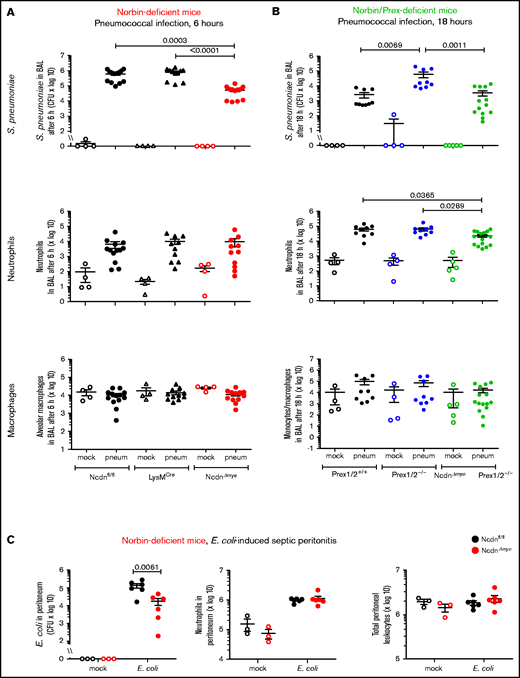 Myeloid norbin deficiency increases immunity during pneumococcal infection and septic peritonitis. Pneumococcal infection. Mice of the indicated genotypes were infected intranasally with 2 × 106S pneumoniae (filled symbols), or were mock-infected (open symbols), and culled after 6 hours (A) or after 18 hours (B). BALs were assessed for bacterial burden by quantification of CFU and for numbers of neutrophils (CD11bhi, Ly6Ghi), alveolar macrophages (CD11c+, SiglecF+), and monocytes/macrophages (CD11c+, SiglecF+; CD11b+, Ly6Glo; and CD11b+, Ly6C+) by flow cytometry. Data are mean ± standard error of the mean, pooled from 4 independent experiments for panel A or 5 for panel B; dots represent individual mice, typically 1 mock-infected and 2 to 3 infected mice per genotype per experiment. Statistics comprised Kruskal-Wallis analysis with Dunn’s multiple comparisons test. (C) Septic peritonitis. Mice were infected intraperitoneally with 1 × 105E coli (filled symbols), or were mock-infected (open symbols), and culled after 3 hours. Peritoneal lavages were assessed for bacterial burden by quantification of CFU and for numbers of neutrophils and total peritoneal leukocytes by using microscopy. Data are mean ± standard error of the mean, pooled from 3 independent experiments, with 1 mock-infected and 1 to 3 infected mice/genotype/experiment; dots represent individual mice. Statistics comprised two-way analysis of variance with Šidák’s multiple comparisons test.