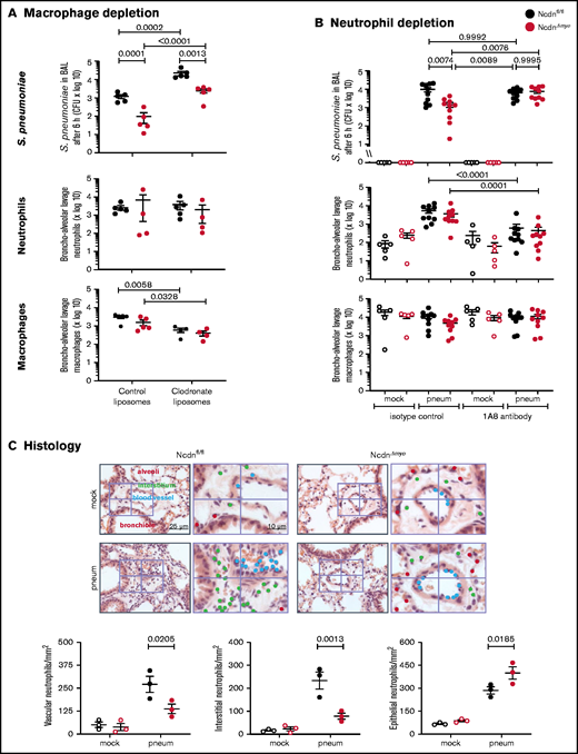 The increased immunity of norbin-deficient mice derives from neutrophils. (A) Macrophage depletion. Ncdnfl/fl and NcdnΔmye mice were treated intravenously with 100 μL and intranasally with 50 μL clodronate liposomes, or were mock-treated with control liposomes, at 72 hours before intranasal infection with 2 × 106S pneumoniae; they were culled 6 hours later and BAL performed. (B) Neutrophil depletion. Ncdnfl/fl and NcdnΔmye mice were treated with 1A8 monoclonal Ly6G antibody or isotype control immunoglobulin G at 24 hours and 0 hours before intranasal infection with 2 × 106S pneumoniae (filled symbols), or mock-infected (open symbols), culled 6 hours later, and BAL performed. BAL was analyzed for bacterial burden by quantification of CFU and for numbers of neutrophils (CD11bhi, CD24hi in panel A; CD11bhi, Ly6Ghi in panel B) and macrophages (CD11c+, SiglecF+ and CD11b+, CD24lo) by flow cytometry. Data in panel A are mean ± standard error of the mean pooled from 2 independent experiments; 2 to 3 mock-infected and 2 to 3 infected mice/genotype/experiment. Data in panel B are mean ± standard error of the mean pooled from 5 independent experiments; 1 mock-infected and 2 infected mice/genotype/experiment. Dots represent individual mice. Statistics comprised two-way analysis of variance with Šidák’s (panel A) or Tukey’s (panel B) multiple comparisons tests. (C) Histology. Ncdnfl/fl and NcdnΔmye mice were infected intranasally with 2 × 106S pneumoniae (filled symbols), or mock-infection (open symbols), culled 6 hours later, lungs fixed in formalin, and hematoxylin and eosin–stained sections analyzed for the presence of neutrophils according to their characteristic nuclear morphology. For each mouse, 60 fields of view of 40 000 μm2 from 6 areas distributed throughout the lung were analyzed. Left-hand panels show one representative field of view; right-hand panels are zoom-ins to show labeling of neutrophils within 10 μm of blood vessels or airway epithelium, or within the interstitium using different color dots. The quantification below shows mean ± standard error of the mean of 3 mice per group. Statistics comprised two-way analysis of variance with Šidák’s multiple comparisons test.