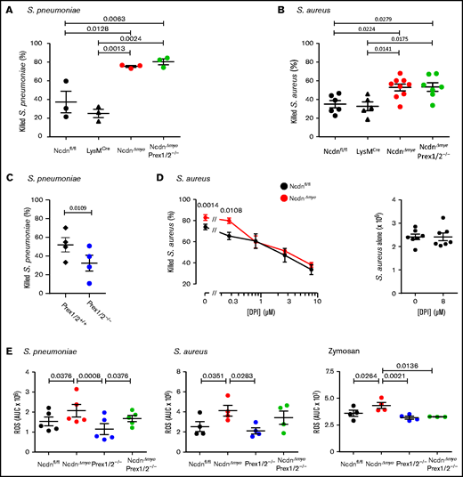 Norbin-deficient neutrophils have an increased ability to kill bacteria, in a ROS-dependent manner, and increased ROS production in response to pathogens. Isolated neutrophils of the indicated genotypes were primed with 50 ng/mL TNF-α, 20 ng/mL GM-CSF before incubation with serum-opsonized S pneumoniae at a ratio of 1:1 (A) or 1:2 (C) for 15 minutes. Samples were sonicated in 0.05% saponin and serial dilutions cultured on blood agar to quantify CFU. Isolated neutrophils primed as in panel A were incubated with serum-opsonized S aureus at a ratio of 1:1 (B) or 1:2 (D) bacteria to neutrophils for 15 minutes. Panel D includes the indicated concentrations of the ROS inhibitor diphenyleneiodonium (DPI). CFU were determined as in panel A except that samples were cultured on luria broth agar. Data are mean ± standard error of the mean of 3 independent experiments for panel A, 5 to 9 for panel B, 4 for panel C, and 7 for panel D; each dot is the mean of 1 experiment performed in duplicate. The right-hand part of panel D shows samples without neutrophils. Statistics comprised one-way analysis of variance with Tukey’s multiple comparison test (panels A and B), paired two-tailed Student t test (panel C), and two-way analysis of variance with Šidák’s multiple comparisons test (panel D). (E) ROS production by isolated neutrophils from mice of the indicated genotypes, measured by using real-time chemiluminescence assay with luminol and horseradish peroxidase for extracellular and intracellular ROS, stimulated with serum-opsonized heat-inactivated S pneumoniae (200 bacteria/neutrophil), serum-opsonized live S aureus (5 bacteria/neutrophil), or zymosan (3 particles/neutrophil), as indicated, and quantified as area under the curve (AUC). Mock-stimulated ROS production was subtracted and is not shown for clarity. Data are mean ± standard error of the mean of the indicated numbers of independent experiments; each dot is the mean AUC from 1 experiment. Statistics comprised one-way analysis of variance with Holm-Šidák’s (S pneumoniae, S aureus) or Tukey’s (zymosan) multiple comparisons tests.
