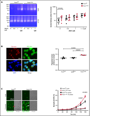 Myeloid norbin deficiency increases degranulation, phagocytosis, and NET production. (A) Degranulation. Purified Ncdnfl/fl and NcdnΔmye neutrophils were kept on ice for 45 minutes or were primed with 20 ng/mL TNF-α, 50 ng/mL GM-CSF at 37°C for 45 minutes before stimulation with increasing concentrations of fMLP and 10 μM cytochalasin B (CytB) for 30 minutes at 37°C, as indicated. Gelatinase activity released into the supernatant was analyzed by using in-gel zymography. Left-hand panels indicate representative Coomassie-stained gelatin gels, showing digestion of the gel by gelatinase as white areas. The right-hand panel shows the quantification of gelatinase activity by densitometry, expressed as percentage of primed cells. Data are mean ± standard error of the mean of 7 independent experiments; each dot represents 1 experiment. Statistics comprised two-way analysis of variance with Šidák’s multiple comparisons test. (B) Phagocytosis. Ncdnfl/fl, LysMCre, and NcdnΔmye neutrophils were primed with 20 ng/mL TNF-α, 50 ng/mL GM-CSF for 45 minutes at 37°C, plated onto glass coverslips for 30 minutes, and stimulated with zymosan (5 particles/neutrophil) for 30 minutes at 37°C, fixed, stained with FITC-Gr1 antibody and 4′,6-diamidino-2-phenylindole (DAPI), and assessed for the number of zymosan particles within neutrophils by using widefield microscopy and ImageJ analysis. Left-hand panels show representative images of Ncdnfl/fl cells. The right-hand panel shows the quantification by ImageJ analysis. Data are mean ± standard error of the mean of 3 independent experiments; each dot represents 1 experiment. Statistics comprised one-way analysis of variance with Tukey’s multiple comparisons test. (C) NET production. Purified Ncdnfl/fl and NcdnΔmye neutrophils were seeded onto glass slides and allowed to adhere for 30 minutes at 37°C before being stimulated with serum-opsonized S aureus (10 bacteria per neutrophil; filled symbols), or mock-stimulated (open symbols), for the indicated periods of time. Sytox Green dye was added to samples 15 minutes before their time point, samples were live imaged, and NETs quantified by using ImageJ software. Phase contrast was used to count total cells. Left-hand panels show representative images. The red arrow denotes a dead cell, the white arrow a NET. The right-hand panel shows the quantification according to ImageJ analysis. Data are mean ± standard error of the mean of 3 independent experiments. Statistics comprised two-way analysis of variance with Šidák’s multiple comparisons test.
