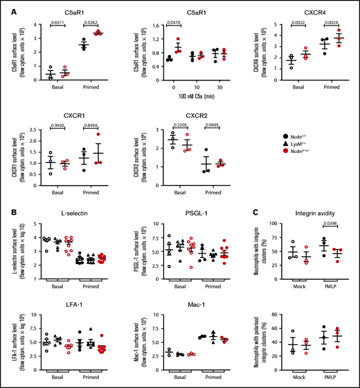 Norbin-deficient neutrophils have increased cell surface levels of the GPCRs C5aR1 and CXCR4 but normal surface levels of other receptors and adhesion molecules. (A) Ncdnfl/fl and NcdnΔmye bone marrow cells were kept on ice (basal; open symbols) or were primed with 20 ng/mL TNF-α, 50 ng/mL GM-CSF for 45 minutes at 37°C before transfer onto ice (filled symbols). Cells were stained to identify neutrophils and quantify the mean levels of C5aR1, CXCR4, CXCR1, and CXCR2 on the neutrophil surface by flow cytometry. (Top, middle panel) Bone marrow cells were incubated for 30 minutes at 37°C without or with 100 nM C5a, or C5a was added for the last 10 minutes as indicated, before transfer onto ice and quantification of the mean C5aR1 level on the neutrophil surface. Data are mean ± standard error of the mean (SEM) of 3 independent experiments; each dot is the mean of 1 experiment. (B) Ncdnfl/fl, LysMCre, and NcdnΔmye bone marrow cells were treated as in panel A and stained to identify neutrophils and quantify the mean levels of L-selectin, PSGL-1, LFA-1, and Mac-1 on the neutrophil surface by flow cytometry. Data are mean ± SEM of 3 to 8 independent experiments; each dot is the mean of 1 experiment. (C) Integrin avidity. Purified Ncdnfl/fl and NcdnΔmye neutrophils were primed with 20 ng/mL TNF-α, 50 ng/mL GM-CSF for 45 minutes at 37°C before incubation with AF594-labeled anti-CD18 antibody for 3 minutes at 37°C in the presence (filled symbols) or absence (open symbols) of 1.5 μM fMLP. Cells were fixed and allowed to settle onto electrostatically charged slides before imaging and image analysis for the presence and localization of integrin clusters. A total of 30 to 40 cells were analyzed/condition/experiment. Data are mean ± SEM of 3 independent experiments; each dot represents 1 experiment. Statistics in panels A to C comprised two-way analysis of variance with Šidák’s multiple comparisons test.