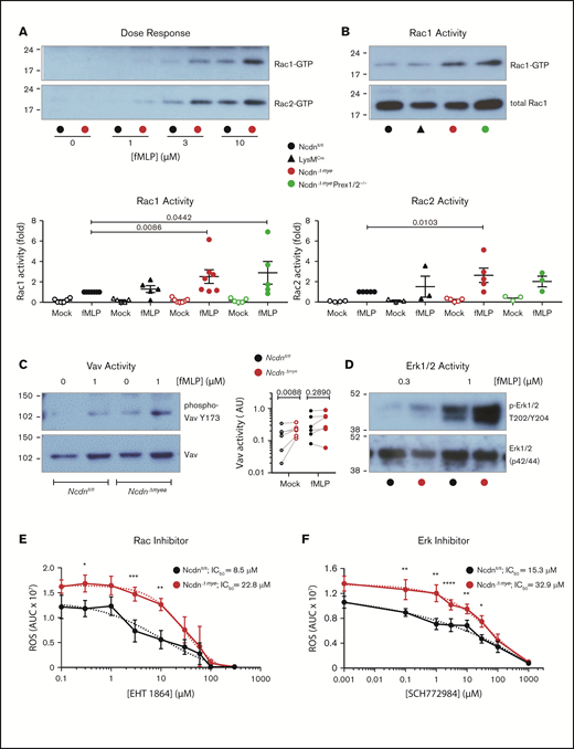 Norbin-deficient neutrophils have increased fMLP-stimulated Rac and Erk activities. (A) fMLP dose response of Rac1 and Rac2 activation. Ncdnfl/fl and NcdnΔmye neutrophils were stimulated with the indicated concentrations of fMLP for 10 seconds, lysed, and active, GTP-loaded Rac1 and Rac2 were isolated by PAK-CRIB pull down. Representative blots shown are from 1 of 3 independent experiments. (B) Quantification of Rac1 and Rac2 activities. Neutrophils of the indicated genotypes were stimulated with 10 μM fMLP for 10 seconds (filled symbols), or were mock-stimulated (open symbols), before PAK-CRIB pull down. Top panel: Representative western blots for Rac1 activity are shown compared with 2% of total cell lysate. Bottom panels: Rac1 and Rac2 activities were quantified by densitometry and normalized to fMLP-stimulated Ncdnfl/fl samples. Data are mean ± standard error of the mean of 3 to 7 independent experiments; each dot is the mean of 1 experiment. Statistical analyses were conducted on log-transformed raw data by two-way analysis of variance with Dunnett’s multiple comparisons test. (C) Vav activity. Purified Ncdnfl/fl and NcdnΔmye neutrophils were primed with 20 ng/mL TNF-α, 50 ng/mL GM-CSF for 45 minutes at 37°C, stimulated with 1 µM fLMP for 10 seconds (filled symbols), or mock-stimulated (open symbols), and total cell lysates underwent western blotting for active Vav and total Vav. Left-hand panel: Representative blots. Right-hand panel: quantification by ImageJ analysis of 6 independent experiments; each dot represents 1 experiment. Statistics comprised two-way analysis of variance with Šidák’s multiple comparisons test. (D) Erk activity. Purified Ncdnfl/fl and Ncdn‒/‒ neutrophils were primed with 20 ng/mL TNF-α, 50 ng/mL GM-CSF for 45 minutes at 37°C, stimulated with the indicated doses of fMLP for 45 seconds, and then subjected to western blotting for active and total Erk1/2. Blots shown are from 1 of 6 independent experiments. Quantification of these and related data are shown in supplemental Figure 10. Effects of the Rac inhibitor EHT 1864 (E) and Erk1/2 inhibitor SCH772984 (F) on ROS production. Neutrophils were incubated with the indicated doses of inhibitor for 1 hour during priming with TNF-α, GM-CSF, before stimulation of ROS production with fMLP as in supplemental Figure 6A. Data are mean AUC ± standard error of the mean from 4 independent experiments. Statistics comprised two-way analysis of variance with Šidák’s multiple comparisons test. Values for 50% inhibitory concentration (IC50) were calculated from nonlinear best-fit curves on data normalized to maximal ROS produced.