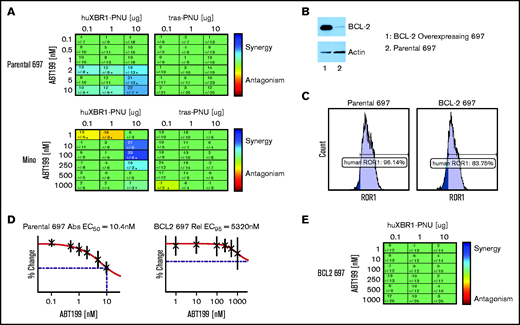 HuXBR1-402-G5-PNU synergizes with the BCL2 inhibitor venetoclax. (A) Loewe additivity synergy matrix with venetoclax and huXBR1-402-G5-PNU (left panel) or trastuzumab-G5-PNU (Tras-G5-PNU) (right panel) in the venetoclax-sensitive ROR1+ cell lines, 697 (top row) and Mino (bottom row). Synergy matrices display calculated Loewe additivity scores. Blue indicates doses in which synergy is found, and red indicates antagonism; green represents doses in which neither synergy nor antagonism is found. (B) BCL2 protein expression in ectopic BCL2 overexpressing (lane 1) and parental 697 (lane 2) (top) and corresponding actin protein expression on bottom. (C) Flow cytometry analysis of surface ROR1 expression comparison between parental (left) and BCL2 overexpression 697 cells (right). (D) Fifty percent effective concentration (EC50) of venetoclax treated parental (left) and BCL2-overexpressing (right). (E) Synergy matrix of combination venetoclax and huXBR1-402-G5-PNU in BCL2 overexpressing 697 cells. All experiments were completed in at least 3 independent experiments. Error bars indicate ± SE.