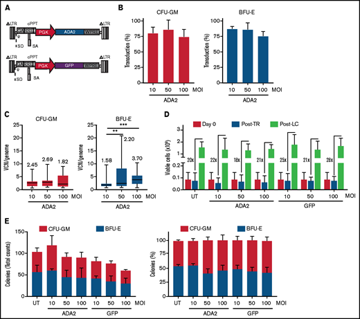 Efficient LV-mediated ADA2 transfer in HDs’ HSPCs. (A) Schematic representation of LV-ADA2 and LV-GFP used in the study. Percentage of transduction (B) and VCN per genome (C) were evaluated in colonies derived from CD34+ HSPCs from 3 independent HDs transduced with LV-ADA2 at increasing vector concentrations (MOI of 10, 50, and 100). The numbers in panel C indicate the median VCN for each condition. (D) The viability of HDs’ CD34+ HSPCs in BM was examined before prestimulation (day 0), postovernight transduction (Post-TR) with LV-ADA2 and LV-GFP, and after in vitro expansion for 14 days (Post-LC) in the presence of support cytokines. Numbers indicate the expansion rate between in vitro expanded cells (Post-LC) and cells recovered after transduction (Post-TR). (E) Total numbers and percentages of single colonies derived from myeloid (CFU-GM) and erythroid (BFU-E) progenitors in UT and ADA2- or GFP-transduced conditions. Data in (B,D-E) are mean ± standard deviation; data in (C) are shown as box-and-whisker plots. **P < .01, ***P < .001; Mann-Whitney U test.
