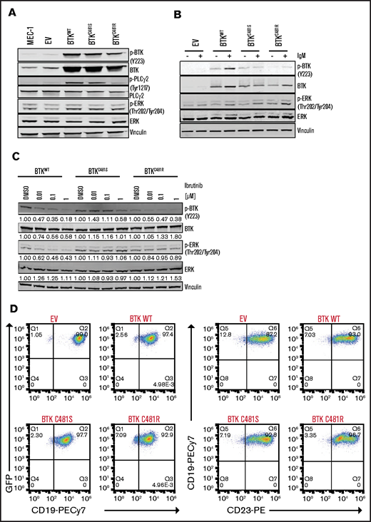 In vitro characterization of MEC-1 cells overexpressing WT and mutant BTK. GFP-labeled MEC-1 cell lines stably overexpressing mutant BTK (BTKC481S or BTKC481R) and BTKWT were generated by using standard lentiviral transduction methods. Cells were sorted to enrich the transduced GFP+ cell populations in each cell line. For all experiments, a population of cells >75% GFP+ was used. (A) Phosphorylated (Y223) and total BTK proteins were overexpressed in transduced cells. p-PLCγ2 (Tyr1217) and p-ERK (Thr202/Tyr204) levels were also increased in all BTK-overexpressing cells. Vinculin was the loading control. (B) IgM stimulation in transduced MEC-1 cells. Cells (5 ×105 per milliliter) were seeded in flasks, with or without IgM (20 µg/mL) and incubated at 37°C for 15 minutes. Protein extracts were subjected to immunoblot assays to determine the levels of pBTK (Y223), BTK, pERK (Thr202/Tyr204), and ERK. Vinculin was the loading control. (C) Exponentially growing GFP+ cells were seeded in flasks and incubated with ibrutinib (0.01, 0.1, and 1 µM) for 3 hours. Protein extracts were subjected to immunoblot assays to determine the levels of pBTK (Y223), BTK, pERK (Thr202/Tyr204), and ERK. Vinculin was the loading control. (D) Validation of cell surface markers. Cells were stained with anti-CD19-PECy7 and anti-CD23-PE monoclonal antibodies and analyzed with a flow cytometer. Flow cytometry dot plots showing GFP+ cells (left) and CD19+CD23+ cells (right) after gating on the GFP+ cell population.