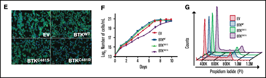 In vitro characterization of MEC-1 cells overexpressing WT and mutant BTK. GFP-labeled MEC-1 cell lines stably overexpressing mutant BTK (BTKC481S or BTKC481R) and BTKWT were generated by using standard lentiviral transduction methods. Cells were sorted to enrich the transduced GFP+ cell populations in each cell line. For all experiments, a population of cells >75% GFP+ was used. (A) Phosphorylated (Y223) and total BTK proteins were overexpressed in transduced cells. p-PLCγ2 (Tyr1217) and p-ERK (Thr202/Tyr204) levels were also increased in all BTK-overexpressing cells. Vinculin was the loading control. (B) IgM stimulation in transduced MEC-1 cells. Cells (5 ×105 per milliliter) were seeded in flasks, with or without IgM (20 µg/mL) and incubated at 37°C for 15 minutes. Protein extracts were subjected to immunoblot assays to determine the levels of pBTK (Y223), BTK, pERK (Thr202/Tyr204), and ERK. Vinculin was the loading control. (C) Exponentially growing GFP+ cells were seeded in flasks and incubated with ibrutinib (0.01, 0.1, and 1 µM) for 3 hours. Protein extracts were subjected to immunoblot assays to determine the levels of pBTK (Y223), BTK, pERK (Thr202/Tyr204), and ERK. Vinculin was the loading control. (D) Validation of cell surface markers. Cells were stained with anti-CD19-PECy7 and anti-CD23-PE monoclonal antibodies and analyzed with a flow cytometer. Flow cytometry dot plots showing GFP+ cells (left) and CD19+CD23+ cells (right) after gating on the GFP+ cell population.