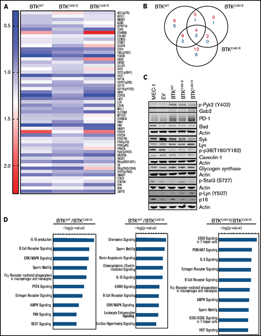 Functional protein profiling of WT and mutant-BTK–overexpressing MEC-1 cells. Protein was extracted in biological triplicates from exponentially growing MEC-1 cells with either WT or mutant BTK and subjected to RPPA assays that included 426 antibodies. (A) Representative heat map of proteins with increased and decreased expression in each cell line (n = 3 per cell line). All BTK-overexpressing cell lines (BTKWT, BTKC481S, and BTKC481R) were compared with the BTKEV cell line. The fold changes of mean linear values were used to generate the heat map (fold change, ≥1.2 or ≤0.8). The color key indicates the fold change. (B) The number of increased (red) and decreased (blue) phosphorylated and total proteins in each transduced cell line compared with the cell line with the empty vector. (C) Validation of RPPA data for some proteins by immunoblot analysis. Protein extracts were subjected to immunoblot assays. To cover all of these proteins, 5 separate immunoblots were prepared, with actin used as the loading control for each. (D) The top 10 canonical pathways identified with Ingenuity Pathway Analysis and associated with the indicated BTKs.