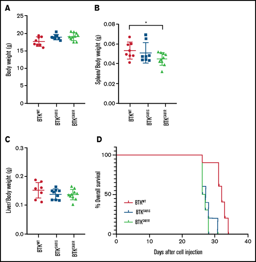 Comparison of in vivo parameters and tumor development in WT and mutant-BTK–expressing MEC-1 cells. MEC-1 cells harboring WT or mutant BTK were injected into 8-week-old Rag2−/−γc−/− female mice (n = 10 per group), and the animals were monitored for body weight and development and progression of leukemia. At the end point of the study, the spleens, livers, and femurs were collected and macroscopically evaluated. (A) Body weight of mice (n = 10 per group) in each cohort. (B) Spleen/body weight ratios of mice in each cohort (n = 8 BTKWT, n = 9 BTKC481S, n = 10 BTKC481R; *P < .05). (C) Liver/body weight ratios of mice in each cohort (n = 8 BTKWT, n = 9 BTKC481S, n = 10 BTKC481R). Groups were compared by fitting a linear mixed-effect model for analysis of variance. (D) Kaplan-Meier curves depict the overall survival of mice in each group (n = 10 per group; mutant vs WT, log-rank test; P = .0001).