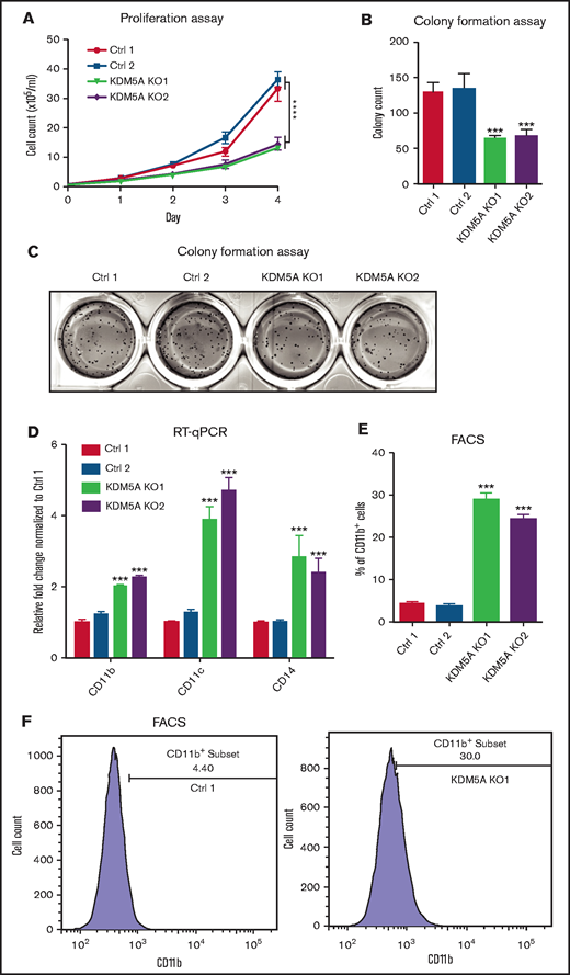 KDM5A KO in APL cell line NB4 prohibited proliferation, colony formation, and induced differentiation. (A) Proliferation assay of NB4 cells transduced with 2 control sgRNAs (Ctrl) and 2 KDM5A sgRNAs (KDM5A KO). Cell counts were measured at the indicated days after seeding. Data are shown as means ± standard error of the mean of triplicate analysis. The counts of KDM5A-KO cell lines at day 4 were compared with those in control cell lines. Statistical significance was determined by two-way analysis of variance. ****P < .0001. The P values of both KDM5A-KO groups were < .0001. (B-C) Bar graph and photos showing colony formation of the indicated NB4 cell lines using a 14-day methylcellulose assay. Colony counts were compared between 2 control cell lines and 2 KDM5A-KO cell lines, and statistical significance was determined by two-way analysis of variance. ***P < .001. (D) RT-qPCR analysis of differentiation markers CD11b, CD11c, and CD14 in the indicated cell lines. (E-F) Differentiation marker CD11b level in NB4 cells transduced with control sgRNAs and KDM5A sgRNAs measured by using flow cytometry. The statistical significance of RT-qPCR and percentage of CD11b+ cells was determined by two-way analysis of variance. ***P < .001. FACS, fluorescence-activated cell sorting.