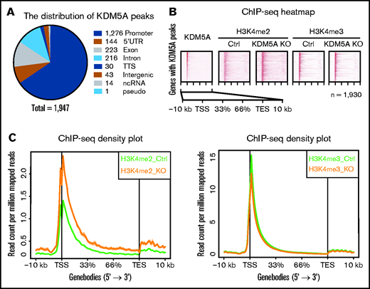 KDM5A KO led to the elevation of H3K4me2 of KDM5A target genes. (A) Pie chart showing the genomic distribution of KDM5A ChIP-seq peaks, annotated by using HOMER. The numbers represent the peak number in each category. (B) Heatmap analysis of the ChIP-seq profiles of KDM5A in NB4 and H3K4me2 and H3K4me3 in the control (Ctrl) and KDM5A-KO NB4 cells at KDM5A bound genes. Gene bodies ± 10 kb are shown, sorted by the intensity of KDM5A binding at promoter regions. (C) ChIP-seq signal density plots showing the global levels of H3K4me3 and H3K4me2 at KDM5A bound genes ± 10 kb. TES, transcription end site; TSS, transcription start site.