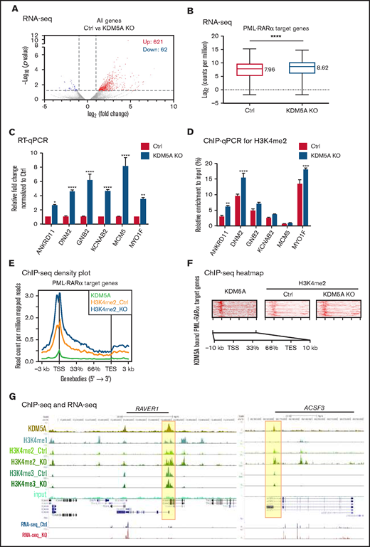 KDM5A KO led to the activation of PML-RARα target genes. (A) Volcano graph showing the gene expression changes upon KDM5A loss in NB4. (B) Box plot showing the expression of PML-RARα target genes in the control and KDM5A-KO NB4 cells. Gene expression levels are presented as log2CPM. The median log2CPM of control and KDM5A-KO NB4 cells were labeled. Statistical significance was determined by using Student’s t test. ****P < .0001 . (C) RT-qPCR examination of the expression of the select PML-RARα target genes. Statistical significance was determined by using Student’s t test. *P < .05, ***P < .001, ****P < .0001. (D) H3K4me2 ChIP-qPCR validation of the select PML-RARα target genes. The statistical significance was determined by using Student’s t test. **P < .01, ***P < .001, ****P < .0001. (E) Density plots of the indicated ChIP-seq signals over PML-RARα target genes ± 3 kb. (F) Heatmap showing the KDM5A binding in NB4 cells, and H3K4me2 and H3K4me3 levels in the control (Ctrl) and KDM5A-KO NB4 cells, over KDM5A bound PML-RARα target genes ± 3 kb, sorted according to KDM5A binding intensity. (G) ChIP-seq snapshots of 2 select PML-RARα target genes for KDM5A, H3K4me1, and input in NB4; H3K4me2, H3K4me3, and RNA-sequencing in the control and KDM5A-KO NB4 cells. TES, transcription end site; TSS, transcription start site.