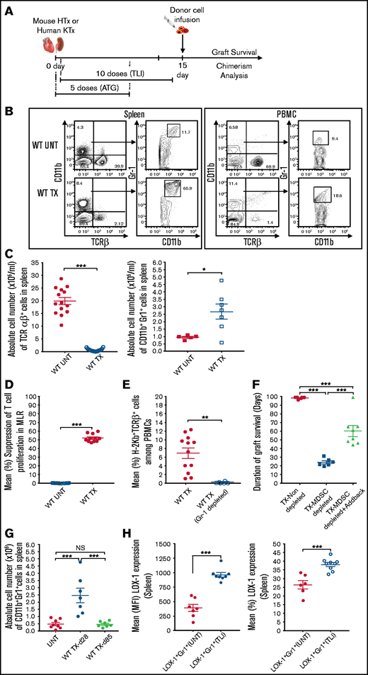 Depletion of T cells and increase in MDSCs in BALB/c recipients after transplantation of C57BL/6 heart and bone marrow using TLI + ATG conditioning to establish mixed chimerism. (A) Experimental scheme used for murine and human transplantation. Recipients were given an organ graft on day 0, followed by 5 doses of TLI and 5 doses of rabbit anti-thymocyte antibodies (ATG for humans and ATS for mice) in the first week after transplantation and 5 doses of TLI during the second week. The donor cell infusion was given immediately after the completion of TLI (day 15 in mice and day 11 in humans). (B) Representative 2-color flow cytometric analysis of CD11b vs TCRβ staining of spleen cells and PBMCs from wild-type BALB/c mice that were left untreated (WT UNT) or from wild-type BALB/c mice that were recipients of combined transplants (WT TX). Gated CD11b+ cells were analyzed further for expression of Gr-1 vs CD11b. Recipient cells were obtained 5 days after the infusion of the donor cells. The percentage of cells in each box is shown. (C) Mean absolute number of TCRβ+ T cells and CD11b+Gr-1hi myeloid cells in the spleen from untreated BALB/c mice vs the number in the spleen obtained from transplant recipients 5 days after the donor cell infusion. (D) Mean percentage suppression of responder TCRβ+ T-cell proliferation in the BALB/c vs C57BL/6 MLR was calculated by comparing the percentage of dull CFSE staining, with or without the addition of sorted CD11b+Gr-1hi spleen cells. The latter cells were obtained from untreated BABL/c mice or from BALB/c recipient mice 5 days after the donor cell infusion. (E) Mean percentage of donor cell chimerism among gated TCRβ+ T cells in PBMCs from BALB/c recipients without administration of anti–Gr-1 mAb or with administration of anti–Gr-1 mAb to deplete MDSCs. PBMCs were obtained from recipients 28 days after the donor cell infusion. (F) Mean duration of graft survival after allogeneic heart and bone marrow cell transplant in nondepleted or MDSC-depleted or in MDSC-depleted with add back. Cessation of heartbeats in grafts was used as an indicator of heart graft rejection. (G) Mean absolute number of CD11b+Gr-1hi myeloid cells in the spleen from untreated BALB/c mice vs the number in the spleen obtained from transplant recipients on days 28 and 85 after the donor cell infusion. (H) Mean median fluorescence intensity (MFI) and percentages of LOX-1+ cells among gated CD11b+Gr-1hi spleen cells from wild-type BALB/c mice that were left untreated (UNT) or from wild-type BALB/c mice conditioned with 10 doses of TLI (TLI), 5 days after the end of conditioning. Recipient data are a representation of up to 8 independent experiments with ≥6 to 10 mice per group. *P < .05, **P < .01, ***P < .001, Mann-Whitney U test (2-group comparisons) and 1-way ANOVA (for 3-group comparisons). HTx, heart transplant; NS, not significant.