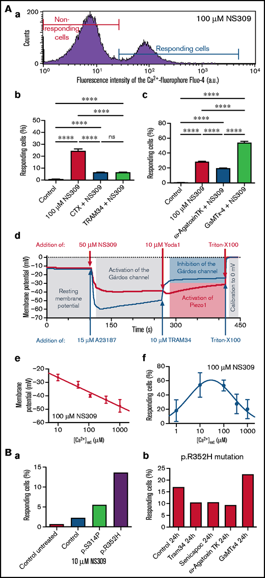 Experimental evidence for a mechanistic explanation. (A) Investigation of healthy RBCs to examine interactions between the Gárdos channel and other RBC ion channels. (a) Representative histogram from a flow cytometry measurement of RBCs stained with Fluo-4 and stimulated with 100 μM NS309. The red and the blue lines mark the populations of nonresponding and responding RBCs, respectively. (b) Number of RBCs responding with a high Ca2+ content as outlined in subpanel a at a concentration of 100 μM NS309 (left column) and the effect (preincubation) of the Gárdos channel inhibitors CTX (0.1 μM) and TRAM34 (1 μM) on NS309 (100 μM)-stimulated RBCs (right columns). (c) A new set of experiments compares the action (preincubation) of ω-Agatoxin TK (1 μM), a specific inhibitor of CaV2.1, and GsMTx-4 (2 μM), a toxin inhibiting the mechanosensitive channel Piezo1, on NS309 (100 μM)-stimulated RBCs. (b-c) All measurements are performed on at least 4 different donors. Plotted are mean values and the standard error of mean. Statistical differences were checked with a 1-way analysis of variance (ANOVA) and the Tukey multiple comparisons test. **** P < .0001; ns, not significant (P > .05). (d) Monitoring the membrane potential in a population of RBCs by the MBE method. The blue curve starts at the resting membrane potential (−12 mV). Addition of 15 μM A23187 leads to Ca2+ entry and the consecutive full activation of the Gárdos channel resulting in a hyperpolarization of −60 mV. Addition of TRAM34 inhibits the Gárdos channel resulting in a depolarization. The red curve also starts with the resting membrane potential and addition of 50 μM NS309 leads to the activation of the Gárdos channel, also resulting in a hyperpolarization but to a lesser extent as for the blue curve. Because we monitor the membrane potential in a cell population of >108 RBCs, it is impossible to see a membrane potential flickering (compare "Results and discussion") that may happen in individual cells. The hyperpolarization to only −40 mV is therefore caused by, to a lesser extent, Gárdos channel activation, that is, a composition of cells with open and closed Gárdos channels. For both experiments, Triton-X 100 is used to calibrate for 0 mV. The curves present the mean of a triplicate measurement of a healthy donor and are a representative of 3 different donors. (e) Membrane potential upon 100 μM NS309 stimulation in dependence of the extracellular Ca2+ concentration. (f) Percentage of high Ca2+ RBCs upon 100 μM NS309 stimulation in dependence of the external Ca2+concentration. The corresponding histograms are provided in supplemental Figure 2. The bell-shaped curve can be explained by the Gárdos channel–CaV2.1 interaction (see main text). (e-f) All measurements were performed on 3 different donors. Plotted are mean values and the standard error of mean. (B) Testing the principle investigated in panel A on RBCs of patients carrying a Gárdos channel mutation. (a) Differential response (number of cells responding with increased intracellular Ca2+) of healthy and KCNN4 p.S314P- and p.R352H-mutated RBCs on stimulation with 10 μM NS309. (b) p.R352H-mutated RBCs were incubated for 24 hours with the Gárdos channel inhibitors Senicapoc (5 μM) and TRAM34 (1 μM), the CaV2.1 inhibitor ω-Agatoxin TK (1 μM), and the Piezo1 inhibitor GsMTx-4 (2 μM). The number of cells responding with increased intracellular Ca2+ is shown.