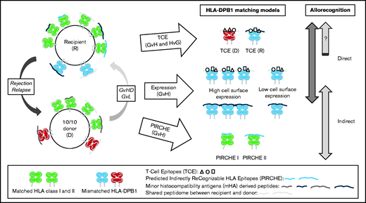 The biological models and their theoretical and relative contributions to T-cell alloreactivity against HLA-DPB1 incompatibilities. Schematic view of HSCT involving a recipient and a 10/10 MUD carrying at least one HLA-DPB1 allele mismatch. Matched HLA class I and II molecules are shown in green; the mismatched HLA-DPB1 molecules in donor and recipient are shown in red and blue, respectively. The donor and recipient differ genetically at genes encoding minor histocompatibility antigens that can be derived into antigenic peptides presented in the peptide-binding groove of HLA molecules (represented by different shades of gray). They can also present some peptides in common (ie, shared peptidome shown in the same gray tone). The 3 biological models for predicting permissive HLA-DPB1 mismatches are illustrated, each one differing in the type of T-cell allorecognition possibly involved (ie, direct and/or indirect) and in the vector of incompatibility (ie, in both directions for TCEs or GvH for expression and PIRCHE). Furthermore, the expression model is limited to situations in which the donor and recipient differ by only one HLA-DPB1 mismatch with an incompatibility in the GvH direction (ie, also including bidirectional mismatches). The expression model was not designed for double mismatches, which were considered unacceptable given the high risk of severe grade 3 to 4 aGVHD. The TCE model is determined by immunogenic variations called TCEs that are located within the peptide-binding region of HLA molecules. These epitopes can be directly recognized by alloreactive T cells. TCE permissiveness and differential immunopeptidome presentation have been proposed to be mediated by HLA-DM peptide editing, thus also potentially involving the indirect pathway of allorecognition in the TCE model. In the expression model, high cell surface expression of the mismatched HLA-DPB1 molecule in the recipient can favor two types of allorecognition, either direct, notably through the TCEs, or indirect, in cases of allopeptides derived from minor histocompatibility antigens and presented in the peptide-binding groove of the mismatched (but also of the matched) HLA-DPB1 molecule. Finally, indirect allorecognition is also expected in cases of allopeptides derived from mismatched HLA-DPB1 molecule(s) that can be presented in the peptide-binding groove of shared HLA class I or II molecules. This type of recognition is described by the PIRCHE model. D, donor; R, recipient.