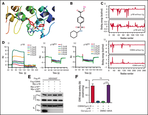 Specificity of 005A, a small molecule inhibitor of p18. (A) Predicted 005A and p18 protein binding interactions at the amino acid level. (B) The structure of 005A. (C) Binding energy changes for p18 (i) and CDK6 (ii) residues in the presence and absence of ligand 005A. (D) Surface plasma resonance (SPR) results of the binding activity of p18 (i), p18Mut (ii), and p18Del (iii) at various concentrations of compound 005A. (E) Co-immunoprecipitation (Co-IP) assay using Flag taged CDK6 and Myc taged p18 and its mutants. HEK293T cells were treated with 005A for 24 hours after 48-hour transient transfection. (F) In vitro CDK6 kinase activity assays were performed in the indicated conditions, Rb phosphating levels indicate the CDK6 kinase activity in these assays (n = 3). All data represent the means ± SD. Compared with control unless specified: ***P < .001 by 2-tailed unpaired t test.