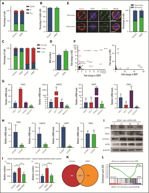 Increase in human long-term HSC self-renewal induced by 005A is characterized by delayed cell division and activation of Notch signaling. (A-B) Cell cycle status and percentage of viable cells were detected for cells cultured in the presence or absence of 005A (n = 3 in panel A, n = 4 in panel B). CD34+ UBCs were planted in 24-well plates, and cell populations were analyzed by flow cytometry after 7-day treatment with vehicle or 005A (20 nmol/mL). (C) Analysis of single cell division status at 48 and 72 hours after 005A or vehicle treatment. (D) The total number of wells containing cell colonies at 14 days after 005A or vehicle treatment. Cells and colonies were counted under a microscope, and the 3 categories indicated were recorded, and 60 wells were measured in each group (n = 3) in panels C and D. (E) The percentage of cells for each cell division type after 72-hour treatment with and without 005A (005A and control, respectively) are presented. One hundred cells were randomly measured. Representative pictures of Numb staining are shown on the left. Scale bar = 6 μm. Original magnification, 60×. (F) Differential expression analysis of the genes closely related to stem cell fate determination in cultured HSCs, HSPCs, MPPs, and progenitors (PROs) with or without 005A treatment by single-cell PCR. The genes exhibiting the greatest changes in gene expression compared with the control group are labeled. (G-H) Expression of Notch signaling genes, HOXB4, and CXCR4 in 005A-cultured HSCs, HSPCs, MPPs, and PROs by real-time PCR (n = 3). Data were normalized to the expression levels in control group. (I) Western blot analysis for c-MYC, HES1, NOTCH1, and Notch intracellular cytoplasmic domain (NICD) in human CD34+ cells treated with vehicle control or various concentrations of 005A for 4 days. Actin was used as a loading control. (J) Absolute numbers per well of human CD34+CD38−CD45RA−CD90+ (i) and CD34+CD38−CD45RA−CD90+CD49f+ (ii) cells were measured (n = 4); 1 × 105 CD34+ UBCs were planted in 24-well plate, and cell populations were analyzed by flow cytometry after 7-day treatment with vehicle, 005A (20 nmol/mL), or 005A (20 nmol/mL) + DBZ (10 µmol/L). (K) Venn diagram shows the numbers of genes expressed differentially between 005A and control group. (L) The gene set enrichment in vehicle or 005A treated HSCs by gene set enrichment analysis. The experiment was repeated 3 times. All data represent means ± SD. Compared with control unless specified: *P < .05, **P < .01, ***P < .001 by 2-tailed unpaired t test.