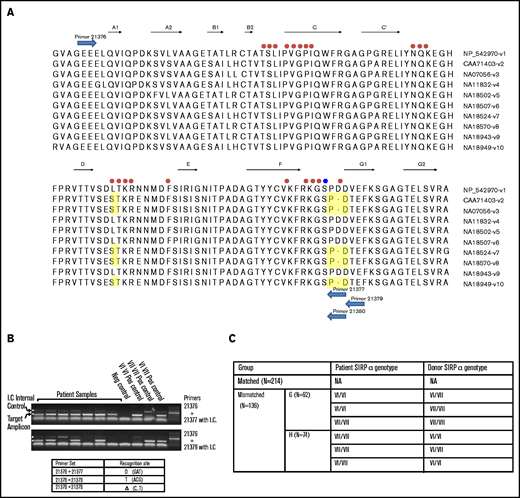 Variants of SIRPα and mismatch detection in the current study. (A) Sequence alignment of the SIRPα immunoglobulin V domain variants. The sequences are from Takenaka et al.13 SIRPα v1 and v2 are the most common human variants. The residuals involved in CD47 interaction are under the red dots. The blue dots represent the specific hydrogen bond formed between CD47 and SIRPα v1.37 The differences in interaction interfaces of SIRPα and CD47 on the DE and FG loops are highlighted in yellow.37 Primer recognition sites are shown as blue arrows. Primer set 21376 + 21377 detects the presence of VI-type alleles, including v1, v4, v5, v6, and v9, and primer set 21376 + 21379 detects the presence of VII-type alleles, including v2, v3, v7, v8, and v10. (B) Sequence-Specific Primer (SSP) analysis of patient samples and controls. (C) SIRPα variants and mismatches detected in the current study. The mismatches were subclassified as G when more SIRPα VII allele is detected in the graft, or as H if more SIRPα VII variant is detected in the host.