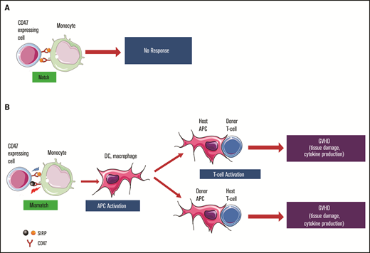 Hypothetical role of SIRPα variant mismatch in HSCT with an HLA-matched donor. (A) Matched SIRPα variants between donor and recipient. The interaction between SIRPα and CD47 remains in the balance of activation and inhibition signals without any “non-self” response from monocytes. (B) Mismatched SIRPα variants between donor and recipient elicit a “non-self” signal for monocyte activation. Donor and recipient APCs, including macrophages and DCs, are activated. The enhanced innate immunity may further promote adaptive immunity through specific effector cells, which will lead to a higher risk for cGVHD and other clinical manifestations.