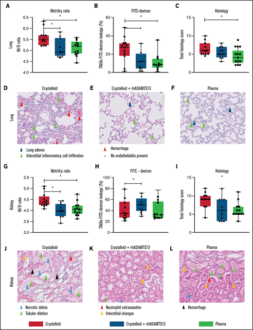 Plasma transfusion, but not crystalloid infusion, limits lung and renal endothelial leakage and organ damage in a rat trauma transfusion model. Data are boxplots with range. (A-C) Lung wet/dry ratio, area of 70-kDa FITC-dextran leakage, and lung total histology scores (supplemental Table 2). (D-F) Images (original magnification ×200) of the lung for all the groups. (G-I) Kidney wet/dry ratio, FITC-dextran leakage, and kidney total histology score. (J-L) Images (original magnification ×200) of the kidney for all groups. *P < .05 between groups.