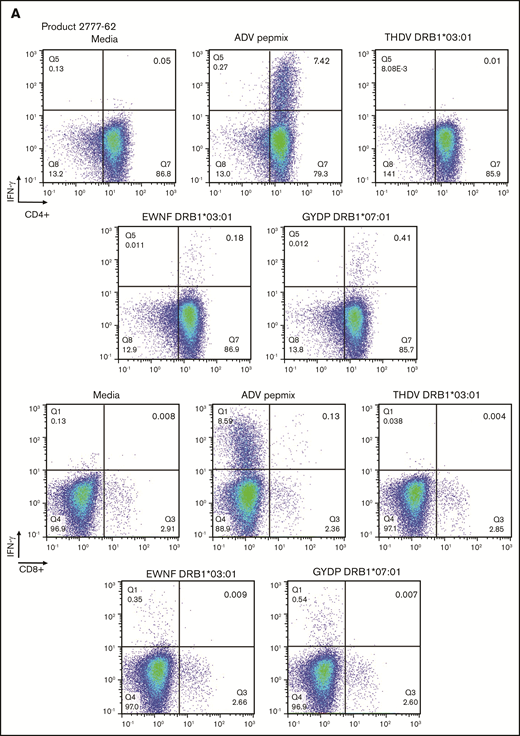 In silico predicted adenoviral epitopes elicit a VST response by intracellular flow cytometry. (A) Representative example of VST product was stimulated with both the entire adenoviral Pepmix and single peptides synthesized on the basis of epitope prediction. Each single peptide is predicted to be presented by the noted HLA molecule present within the cellular product. Differential degree of IFN-γ positivity seen by intracellular flow cytometry, indicating that multiple epitopes are involved in provoking a T-cell response in this product. CD4-predominant response is seen, but little CD8 response is observed.