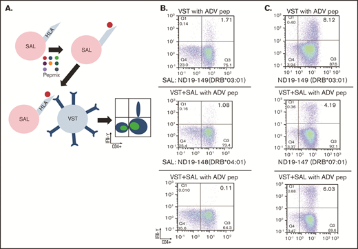 SALs for the direct determination of HLA restriction. (A) Schematic demonstrating the model system. Mouse fibroblasts are stably transfected with a single HLA molecule, and Pepmix is added to these cells in culture. After incubation, Pepmix is removed so that the only antigen present is what is bound to and presented by the SAL. SALs are then cocultured with VSTs and intracellular flow cytometry is performed. (B-C) Two retrospective examples of using SALs to determine HLA restriction and correlate with clinical outcomes. In panel B, the coculture of a VST product given to patient UPN-69 shows IFN-γ positivity only with DRB1*03:01 SALs, indicating restriction through that allele. The patient and product did not match at DRB1*03:01 and had no clinical response. By contrast, in Figure 2C, a coculture of the VST product given to patient UPN-32 shows restriction by SALs through both DRB1*03:01 and DRB1*07:01. The patient and product matched at DRB1*07:01 and had a robust clinical response.
