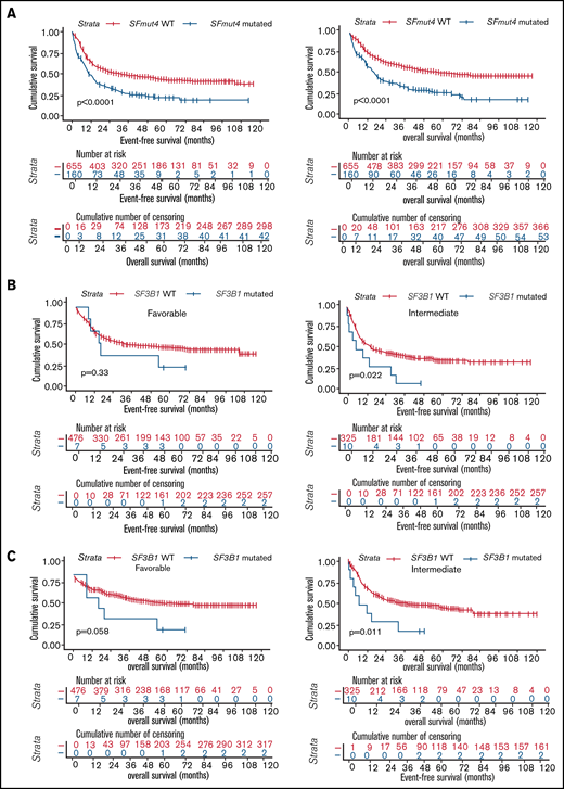 Survival of AML patients in relation to the presence of SF mutations. (A) Kaplan-Meier analyses of EFS (left) and OS (right) in the total AML cohort in relation to SFmut4. Multivariable Cox regression analysis of EFS in relation to SFmut4 with complete (C) and modified (D) ELN 2017 classification. In the modified ELN 2017 classification RUNX1 and ASXL1 mutations were excluded, so that patients carrying RUNX1 or ASXL1 mutations were reclassified based on the presence of the rest of aberrations in this classification system. The type of stem cell transplantation violated the proportional hazard assumption; therefore, it was used as strata variable in all of the multivariable Cox regression models (for variables used in the model as strata, the statistics were not calculated and do not appear in the results). Kaplan-Meier curves for EFS (D) and OS (E) in relation to the mutation status of SF3B1 within the favorable- or intermediate-risk groups, as defined by the ELN 2017 classification. HR, hazard ratio; Ref, reference; WT, wild-type; 95% CI, 95% confidence interval.