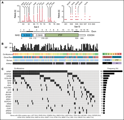 PTPN11 mutations and associated comutations. (A) Schematic illustration showing the position of acquired PTPN11 mutations in 106 AML patients and the domain structure of PTPN11: 2 Src homology 2 domains (N-SH2 and C-SH2) and a PTP (protein tyrosine phosphatase) domain. Recurrent alterations and their frequency in AML patients are indicated for PTPN11 exons 3 and 13. (B) PTPN11 VAFs, number of comutations (coded by color), PTPN11 clonal rank (dominant vs subclonal), affected functional domains (N-SH2 vs PTP), and the number of PTPN11 single (sm) or double mutated (dm) patients. (C) Associated comutations in PTPN11-mut patients.