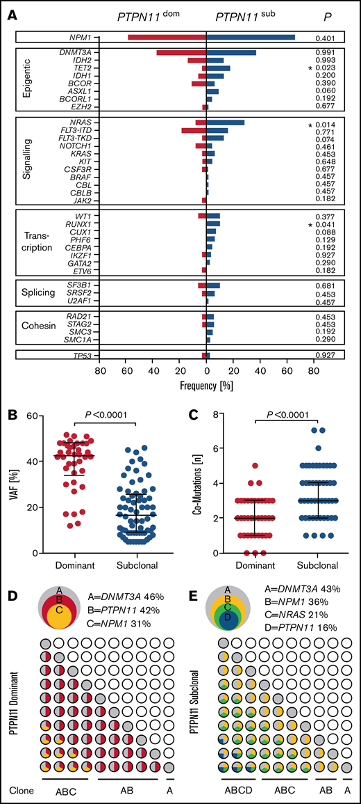 Correlations of PTPN11 clonal hierarchy with molecular features. (A) Rates of associated comutations in patients with PTPN11 mutations in subclonal (PTPN11SUB; blue) and dominant (PTPN11DOM; red) configuration. Significant differences are indicated. (B) VAFs of subclonal (n = 68) and dominant (n = 38) PTPN11 mutations. (C) Overall number of comutations associated with subclonal (n = 68) and dominant (n = 38) PTPN11 mutations. (D-E) Schematic illustration of representative clonal hierarchies (depicted from VAFs of PTPN11 mutations and comutations) in PTPN11DOM (D) and PTPN11SUB (E) AMLs of 2 PTPN11-mut patients (overlapping circles, top) and potential sequential acquisition of PTPN11 mutations (and comutations) as early (PTPN11DOM) or late (PTPN11SUB) event during clonal evolution (grid of circles, bottom).