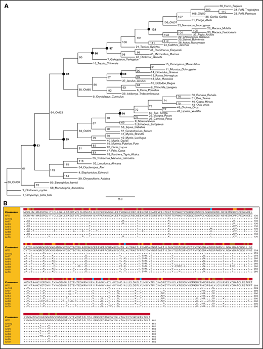 AnFIXphylogeny and sequences. (A) Phylogeny and ancestral FIX sequences were constructed using extant FIX sequence information. A phylogram of the tree is shown for display purposes. Closed circles and bold numbers denote node designations for reconstructed AnFIX molecules. (B) Amino acid sequence alignment of AnFIX sequences was generated using Clone Manager 9 software. Sequence variations from hFIX are shown in the lower rows.