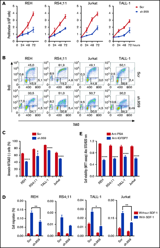 IGFBP7 knockdown or neutralization decreases ALL cell line proliferation, survival, and migration. (A) Proliferation of REH, RS4;11 (BCP-ALL), TALL-1, and Jurkat (T-ALL) cell lines stably transduced with lentivirus expressing shRNA against IGFBP7 (sh.959) or scramble control (Scr) analyzed by the trypan blue exclusion technique. Results from 3 independent experiments run in triplicate wells, using RPMI-3% FBS. (B) Cell cycle analysis of cells after 4-hour incubation with BrdU, using RPMI-10% FBS. The percentage of cells in G0/G1, S-phase, G2/M, and in apoptosis (sub-G0/G1) was evaluated by flow cytometry. Results representative of 3 independent experiments run in triplicate wells (see supplemental Figure 2A). (C) Cells were cultured in RPMI-3% FBS for 24 hours, and the percentage of apoptotic cells was evaluated by flow cytometry after Annexin-V-FITC/7AAD staining. Bars represent means ± standard error (SE) of 4 independent experiments run in duplicate wells. See also supplemental Figure 2C. (D) Migration of ALL cells in the transwell system toward SDF-1 (100 ng/mL) or PBS 1×, using RPMI-10% FBS. Cells in the lower chamber were counted by flow cytometry after 4-hour migration. Bars represent means ± SE for triplicate wells. (E) Viability of ALL cells measured by the MTT assay after 48-hour culture in RPMI-10% FBS supplemented with an anti-IGFBP7 (clone C311, 20 µg/mL) or anti-PSA control (20 µg/mL) monoclonal antibody. Bars represent means ± SE for 3 independent experiments run in triplicate wells. Statistical analyses were done by 1- or 2-way analysis of variance (ANOVA) and Bonferroni posttests (*P ≤ .05, **P .01, ***P .001, and ****P .0001).