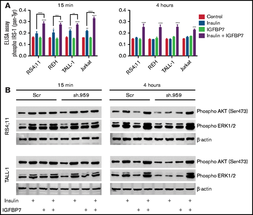 IGFBP7 prolongs IRS, AKT, and ERK activation by insulin in ALL cell lines. (A) ELISA results for Phospho-IRS-1 (pan-Tyrosine; #7133, Cell Signaling Technology) on different ALL cell lines that were starved for 4 hours in serum free RPMI-1640 medium and then left untreated (Control) or stimulated for 15 minutes or 4 hours with insulin (500 ng/mL) and/or IGFBP7 (100 ng/mL). Bars represent means ± SE for triplicate wells. (B) Western blot results for Phospho-Akt (Ser473) and Phospho-Erk1/2 on the RS4;11 and TALL-1 ALL cell lines stably expressing a scramble shRNA (Scr) or shRNA against IGFBP7 (sh.959), after 4-hour starvation in serum-free RPIM-1640 and left untreated or stimulated for the indicated time with insulin (500 ng/mL) and/or IGFBP7 (100 ng/mL). The effect of IGFBP7 in prolonging (4 hours) AKT and ERK activation is better visualized in sh.959 cells. Of note, IGFBP7 is not needed for the short-term (15 minutes) stimulation of ALL cells with insulin (supplemental Figure 14). Statistical analysis was done by 2-way ANOVA and Bonferroni posttests (*P .05, **P .01, ***P .001, and ****P .0001).